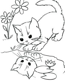 Cute Kitten